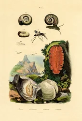 Concha de Ventana